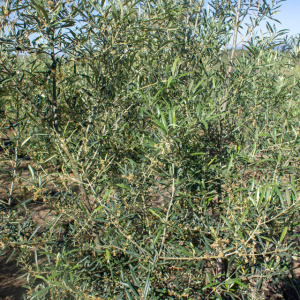 Callosina Clon I-69<sup>®</sup> Detalle