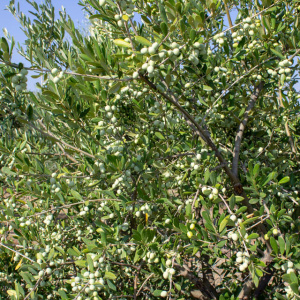 I-17<sup>P</sup> Detalle