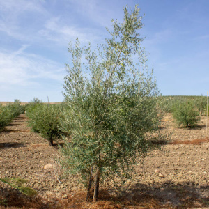 Nevadillo Fino I-68<sup>®</sup> Árbol