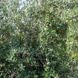 I-48<sup>P</sup> Detalle