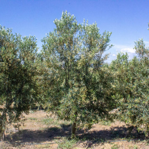 I-10<sup>P</sup> Árbol