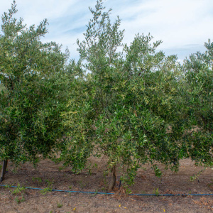 Arbosana Clon I-43<sup>®</sup> Árbol