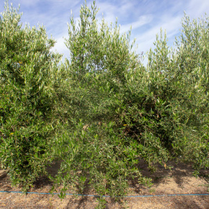 I-32<sup>P</sup> Árbol