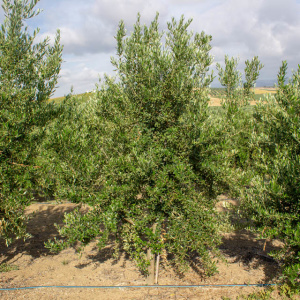 I-15<sup>P</sup> Árbol