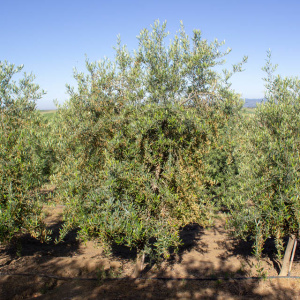 Sikitita<sup>P</sup> Árbol