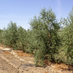 Callosina Clon I-69<sup>®</sup> Líneo
