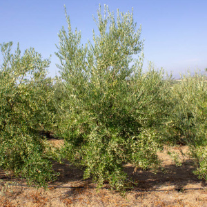 I-42<sup>P</sup> Árbol