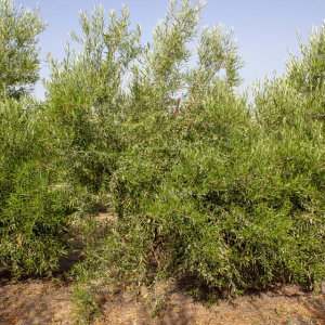 I-41<sup>P</sup> Árbol