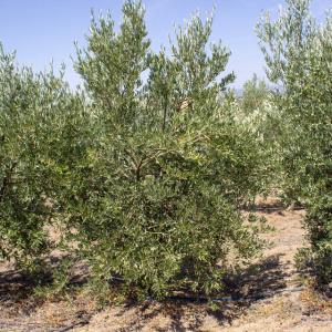 Arróniz Clon I-65<sup>®</sup> Árbol
