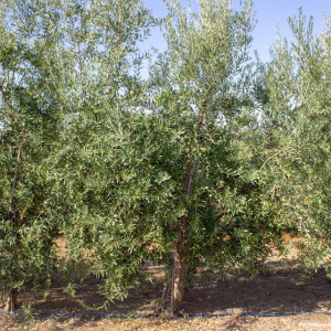 Galega I-116<sup>®</sup> Árbol