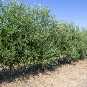 I-22<sup>P</sup> Líneo