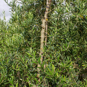 I-54<sup>P</sup> Detalle