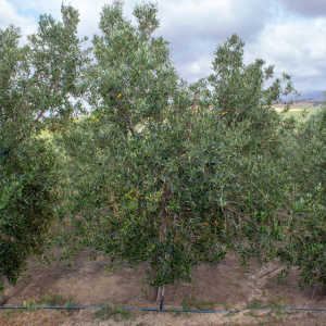 Blanqueta Clon I-55<sup>®</sup> Árbol