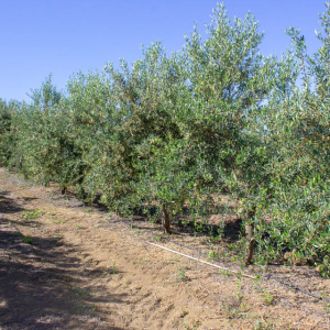 I-45<sup>P</sup> Líneo