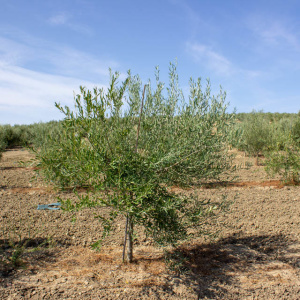 Coratina I-114<sup>®</sup> Árbol