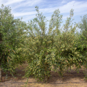 Koroneiki Clon I-38<sup>®</sup> Árbol