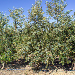 Galega I-116<sup>®</sup> Árbol