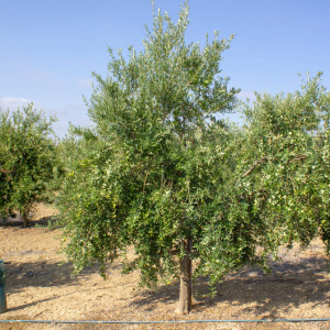 I-14<sup>P</sup> Árbol
