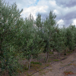Cayon I-111<sup>®</sup> Líneo