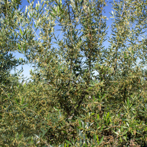 Koroneiki Clon I-38<sup>®</sup> Detalle