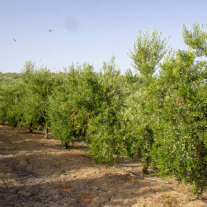 I-30<sup>P</sup> Líneo