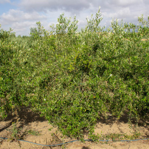 I-49<sup>P</sup> Árbol