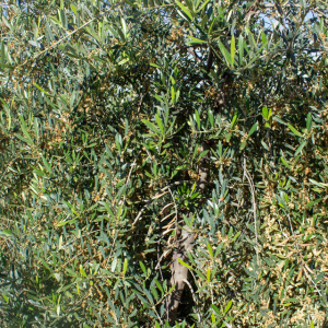 Sikitita<sup>P</sup> Detalle