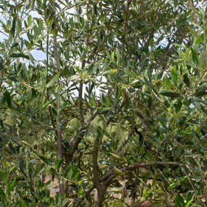 I-22<sup>P</sup> Detalle
