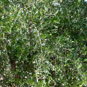 I-22<sup>P</sup> Detalle