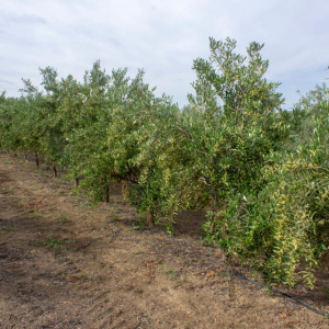 Arbosana Clon I-43<sup>®</sup> Líneo