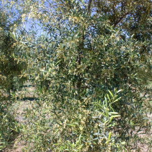 I-46<sup>P</sup> Detalle