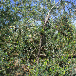 I-27<sup>P</sup> Detalle