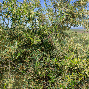 I-49<sup>P</sup> Detalle