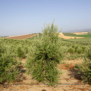 I-12<sup>P</sup> Árbol