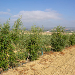 I-12<sup>P</sup> Líneo