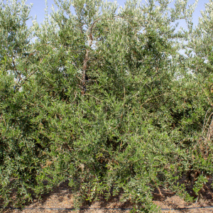 I-27<sup>P</sup> Árbol
