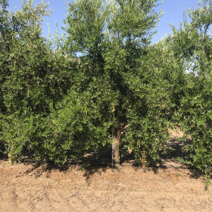 I-30<sup>P</sup> Árbol