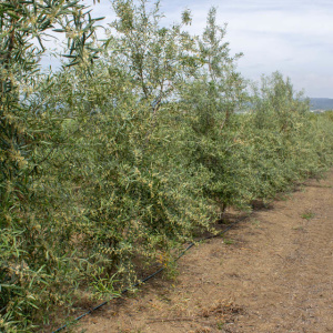 Callosina Clon I-69<sup>®</sup> Líneo
