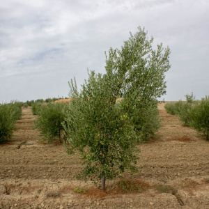 Blanqueta Clon I-55<sup>®</sup> Árbol