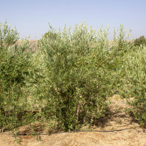I-10<sup>P</sup> Árbol