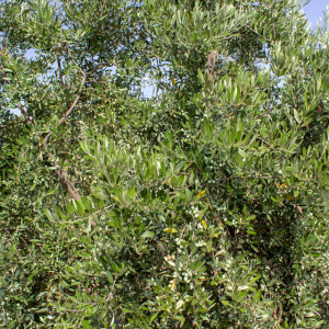 I-37<sup>P</sup> Detalle