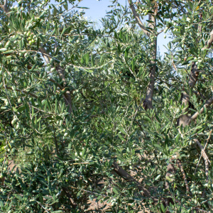 I-27<sup>P</sup> Detalle