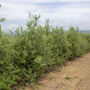 Arróniz Clon I-65<sup>®</sup> Líneo