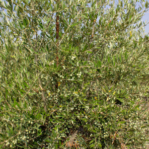 I-16<sup>P</sup> Detalle