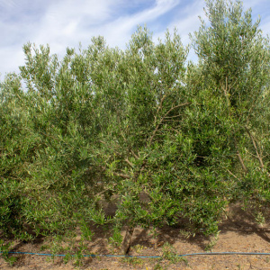 I-50<sup>P</sup> Árbol