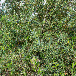 I-44<sup>P</sup> Detalle