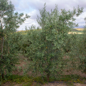 Callosina Clon I-69<sup>®</sup> Árbol