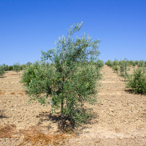 Verdial De Badajoz I-104<sup>®</sup> Árbol