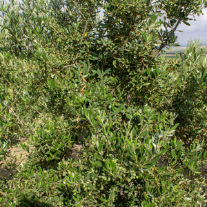 I-15<sup>P</sup> Detalle
