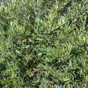 I-13<sup>P</sup> Detalle